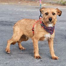 WENDI, Hund, Border Terrier-Mix in Spanien - Bild 6