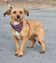 WENDI, Hund, Border Terrier-Mix in Spanien - Bild 7