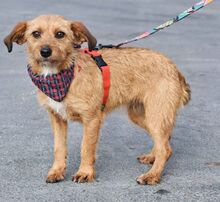 WENDI, Hund, Border Terrier-Mix in Spanien - Bild 9