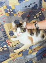 BELINDA, Katze, Europäisch Kurzhaar in Bulgarien - Bild 4