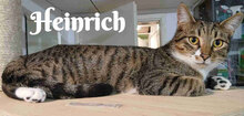 HEINRICH, Katze, Europäisch Kurzhaar in Bulgarien - Bild 10