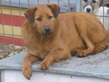 LOTTI, Hund, Mischlingshund in Bulgarien - Bild 1