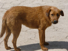 LOTTI, Hund, Mischlingshund in Bulgarien - Bild 2