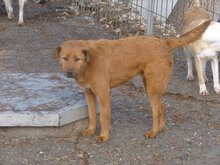 LOTTI, Hund, Mischlingshund in Bulgarien - Bild 4