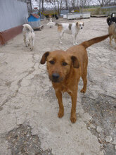 LOTTI, Hund, Mischlingshund in Bulgarien - Bild 5