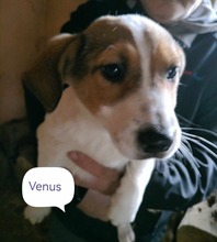 VENUS, Hund, Mischlingshund in Rumänien - Bild 1