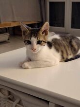 COOGEE, Katze, Hauskatze in Griechenland - Bild 2