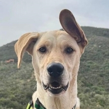 RADAR, Hund, Labrador-Mix in Spanien - Bild 1