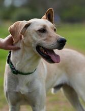 RADAR, Hund, Labrador-Mix in Spanien - Bild 2