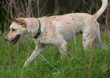 RADAR, Hund, Labrador-Mix in Spanien - Bild 3