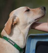 RADAR, Hund, Labrador-Mix in Spanien - Bild 4