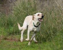 RADAR, Hund, Labrador-Mix in Spanien - Bild 5