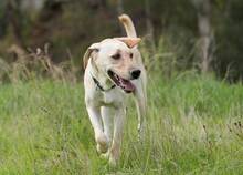 RADAR, Hund, Labrador-Mix in Spanien - Bild 6