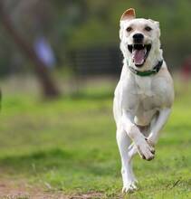 RADAR, Hund, Labrador-Mix in Spanien - Bild 9