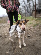 FÜLI, Hund, Mischlingshund in Ungarn - Bild 2