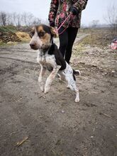 FÜLI, Hund, Mischlingshund in Ungarn - Bild 3