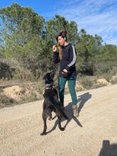 NAIROBI, Hund, Mischlingshund in Spanien - Bild 3