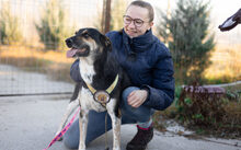 ALEKSI, Hund, Mischlingshund in Rennertshofen - Bild 3