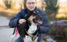 ALEKSI, Hund, Mischlingshund in Rennertshofen - Bild 4