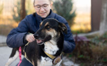 ALEKSI, Hund, Mischlingshund in Rennertshofen - Bild 5