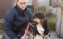 ALEKSI, Hund, Mischlingshund in Rennertshofen - Bild 6