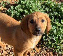 BOOMER, Hund, Jagdhund-Mix in Griechenland - Bild 10