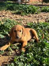 BOOMER, Hund, Jagdhund-Mix in Griechenland - Bild 2