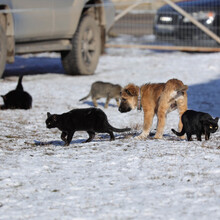 ARIKA, Hund, Mischlingshund in Rumänien - Bild 11