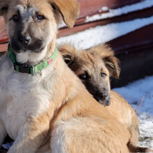 ARIKA, Hund, Mischlingshund in Rumänien - Bild 12