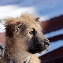 ARIKA, Hund, Mischlingshund in Rumänien - Bild 14