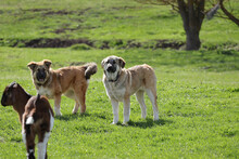 ARIKA, Hund, Mischlingshund in Rumänien - Bild 17