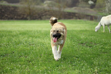 ARIKA, Hund, Mischlingshund in Rumänien - Bild 19