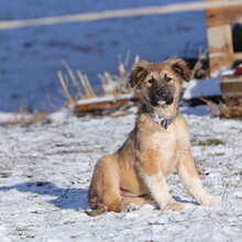 ARIKA, Hund, Mischlingshund in Rumänien - Bild 2