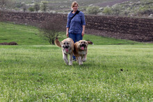 ARIKA, Hund, Mischlingshund in Rumänien - Bild 20