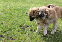 ARIKA, Hund, Mischlingshund in Rumänien - Bild 21