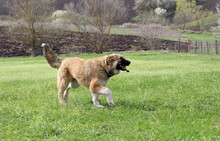 ARIKA, Hund, Mischlingshund in Rumänien - Bild 22