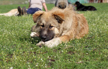 ARIKA, Hund, Mischlingshund in Rumänien - Bild 23