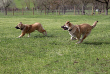 ARIKA, Hund, Mischlingshund in Rumänien - Bild 24