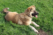 ARIKA, Hund, Mischlingshund in Rumänien - Bild 25