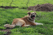ARIKA, Hund, Mischlingshund in Rumänien - Bild 26