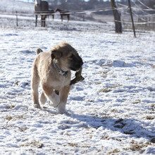 ARIKA, Hund, Mischlingshund in Rumänien - Bild 3