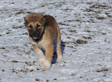 ARIKA, Hund, Mischlingshund in Rumänien - Bild 7