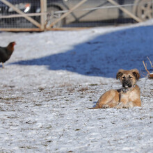 ARIKA, Hund, Mischlingshund in Rumänien - Bild 9