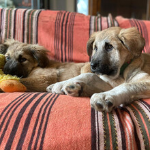 RUFUS, Hund, Mischlingshund in Rumänien - Bild 10