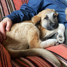 RUFUS, Hund, Mischlingshund in Rumänien - Bild 11