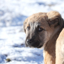 RUFUS, Hund, Mischlingshund in Rumänien - Bild 15