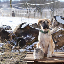 RUFUS, Hund, Mischlingshund in Rumänien - Bild 2