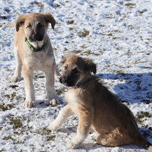 RUFUS, Hund, Mischlingshund in Rumänien - Bild 3