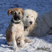 RUFUS, Hund, Mischlingshund in Rumänien - Bild 4