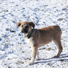 RUFUS, Hund, Mischlingshund in Rumänien - Bild 5